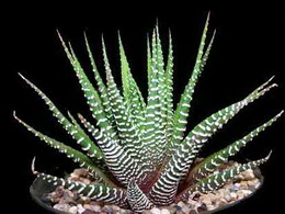 هاورتیا گورخری